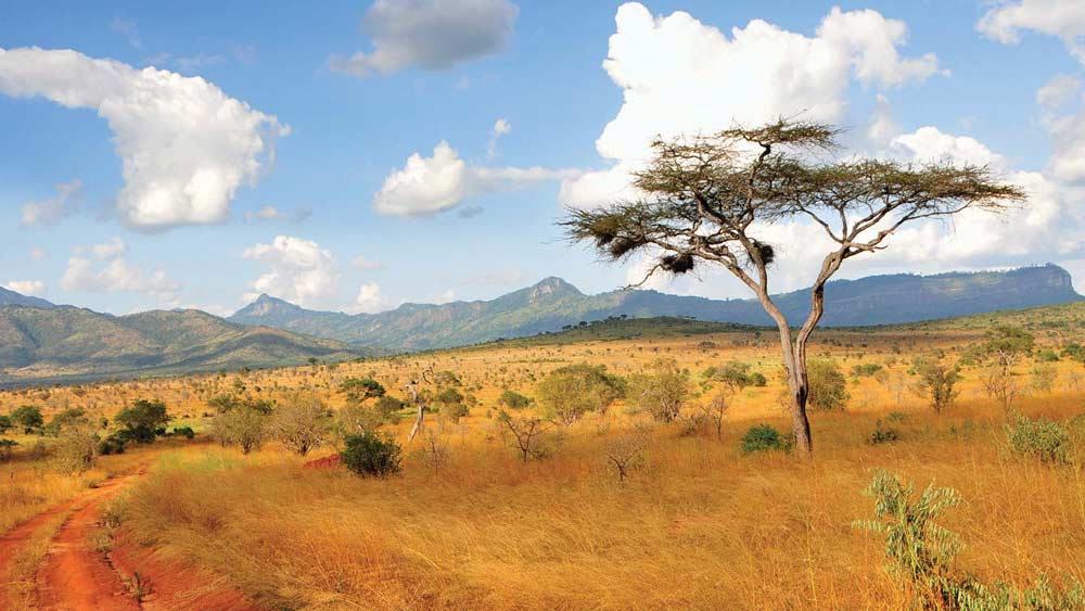 সোয়াহিলি ভাষায় ‘উমোজা’ শব্দের অর্থ ঐক্য বা একতা। উয়াসো হল উমোজা-র পাশ দিয়ে বয়ে যাওয়া নদী। জীবনের প্রতীক নদীর পাশেই নিজেদের গ্রাম ‘উমোজা উয়াসো’-তে অন্ধকার থেকে আলোর পথে পা রাখলেন রেবেকা লোলোসোলি। তাঁর সঙ্গে তাঁর মতোই আরও ১৪ জন ধর্ষিতা।