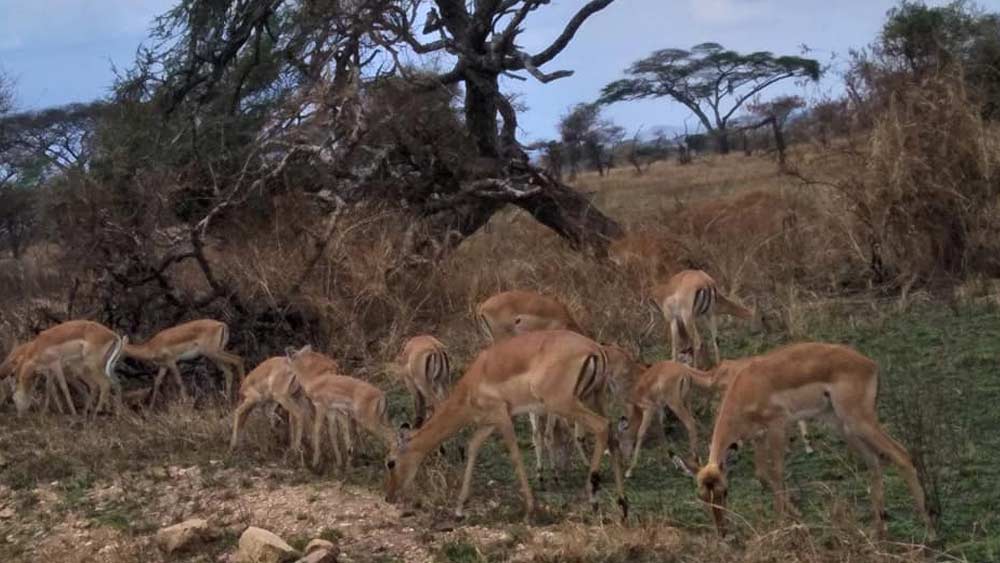 নিজেদের অর্থব্যবস্থা নিজেরাই গড়ে তুলেছেন এই গ্রামের বাসিন্দারা। কৃষিকাজ, পশুপালনের পাশাপাশি মহিলারা রঙিন পুঁতি দিয়ে গয়না তৈরি করেন। নিজেরা পরেন, বিক্রিও করেন। তাঁদের তৈরি গয়না কেনেন পর্যটকরা।