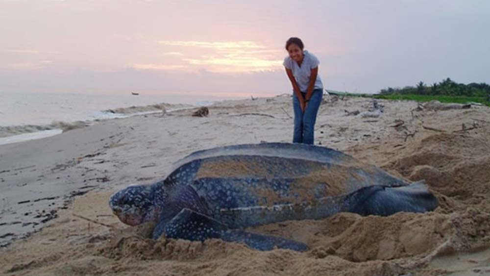 সামুদ্রিক কচ্ছপ। ছোট আকারের কচ্ছপ দেখেই আমরা অভ্যস্ত। কিন্তু এক ধরনের সামুদ্রিক কচ্ছপ আছে যারা আকারে মানুষের থেকেও বেশ কয়েক গুণ বড় হয়ে থাকে।
