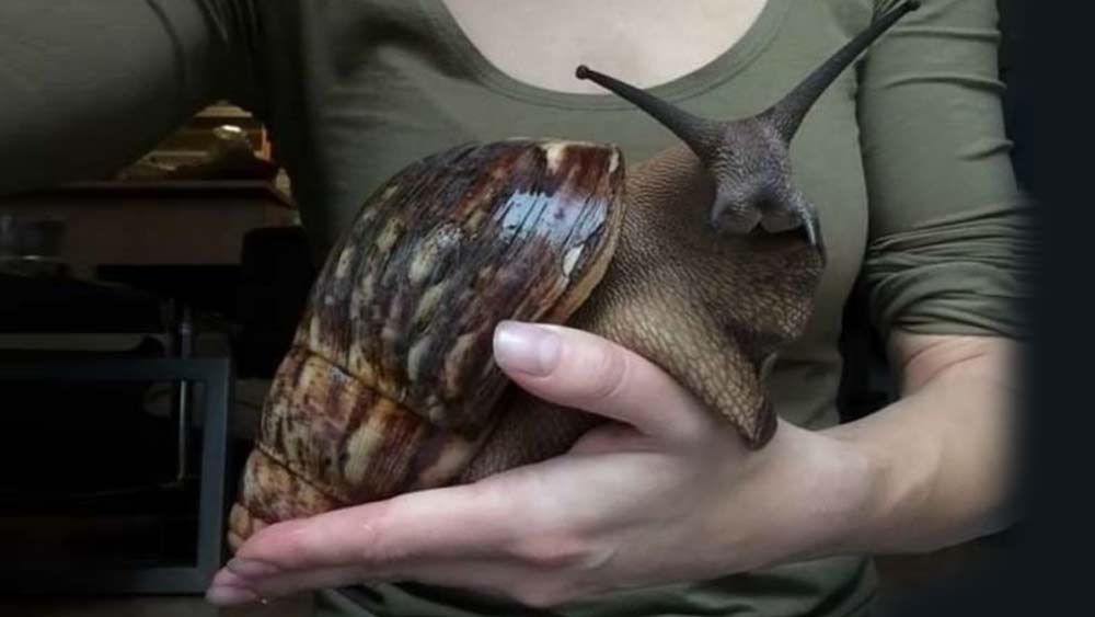 আফ্রিকান শামুক। সমু্দ্রের ধারে ঘুরতে গিয়ে শামুক কুড়িয়ে খেলা করেননি, এ রকম খুব কম জনই আছেন। আফ্রিকার স্থলভাগে ঘুরে বেড়ানো ওই শামুক আকার হাতের তালুর থেকেও বড়।