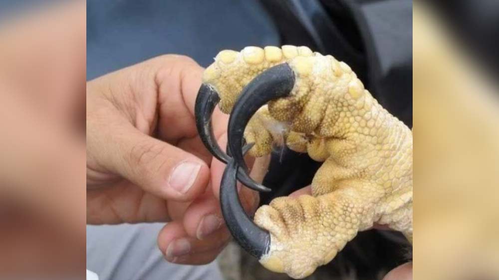 ঈগলের নখ। ঈগল অন্যান্য পাখিদের তুলনায় আকারে বেশ বড়। কিন্তু শিকারকে আকড়ে ধরার জন্য তার নখের আকার মানুষের আঙুলের থেকেও বড় হয়।