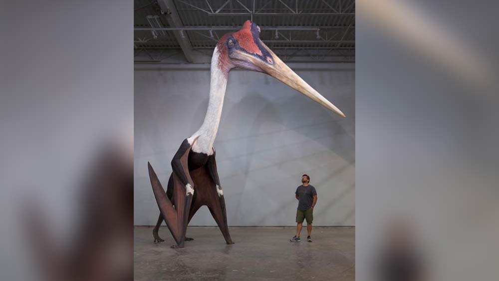 কোয়েটজলকোটলাস নর্থরোপি। পৃথিবীর বুকে এক কালে উড়ে বেড়ানো সর্ববৃহৎ প্রাণী এটিই। মিউজিয়ামে থাকা এই প্রাণীর মডেলের তুলনায় ছ’ফুট লম্বা মানুষ কতটা ছোট তা আর বলার অপেক্ষা রাখে না।
