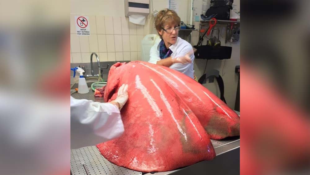 ঘোড়ার ফুসফুস। ঘোড়াকে ছুটিয়ে পৃথিবীর বিভিন্ন প্রান্ত ঘুরে বেরিয়েছে মানুষ। কিন্তু তার ফুসফুসের আকার যে এত বড় তা আগে জানতেন?