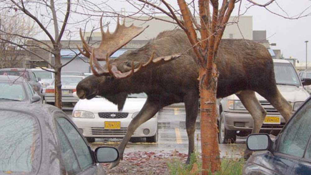 মুজ। হরিণ গোত্রের এই প্রাণীর দেখা মেলে উত্তর আমেরিকায়। বিশালাকার এই প্রাণীর কাছে রাস্তায় দাঁড়িয়ে থাকা গাড়িগুলিকে মনে হচ্ছে খেলনা।