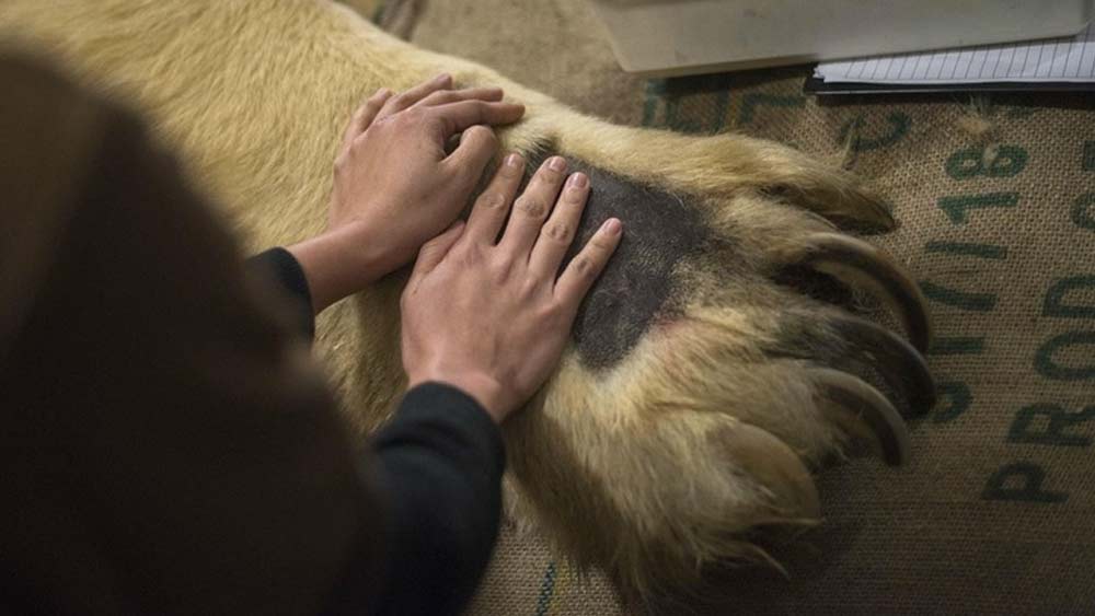 মেরু ভল্লুকের থাবা। মানুষের হাতের তালু এই থাবার কাছে নেহাতই ক্ষুদ্র।