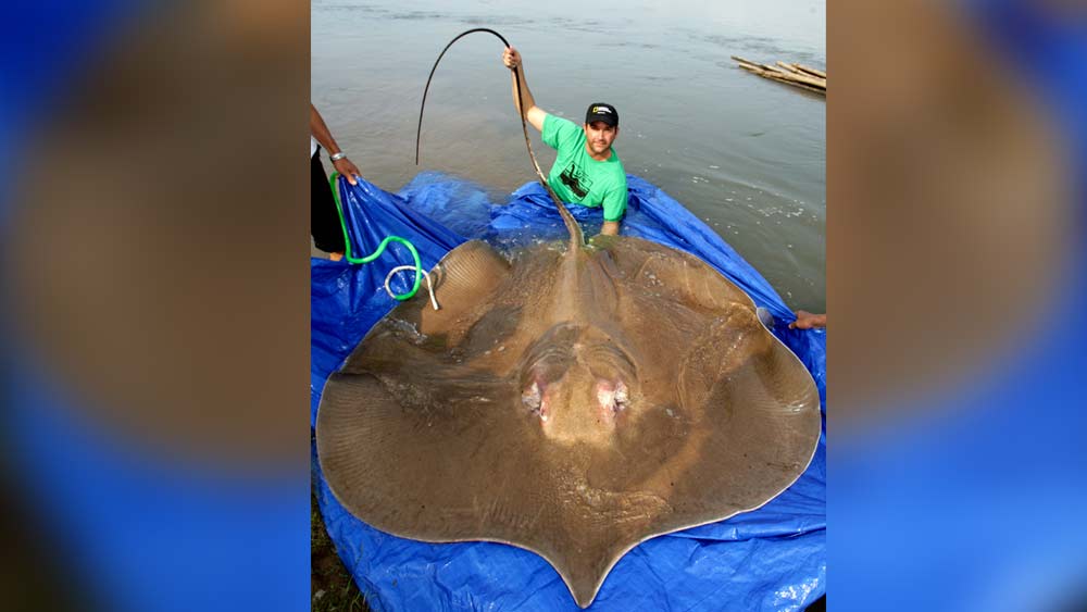 স্টিং রে। বিপন্ন প্রজাতির এই সামুদ্রিক প্রাণী ঢেকে দিতে পারে বেশ কয়েকটি মানুষের শরীরকে।