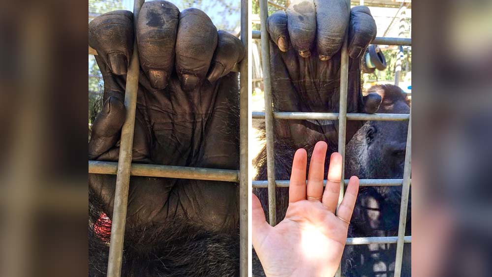 গরিলার তালু। দেখতে মানুষের মতোই। কিন্তু আকারে কত তফাৎ।