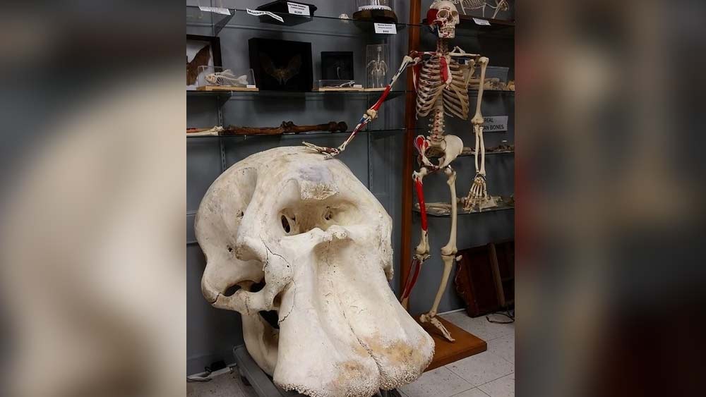 আফ্রিকান হাতির খুলি। মানুষের কঙ্কালের পাশে রাখলে বোঝাই যাচ্ছে এর শক্তি।