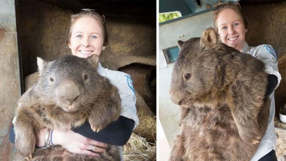 পূর্ণ বয়স্ক ওমব্যাট। অস্ট্রেলিয়ার এই প্রাণী প্রচুর পরিমাণে পাওয়া যায়। ছোট পা বিশিষ্ট এই প্রাণীকে দূর থেকে যে আকারের মনে হয়। তার থেকে অনেক বড় এটি। একটি পূর্ণ বয়স্ক ওমব্যাট আকারে এক মিটারেরও বেশি হয়ে থাকে।