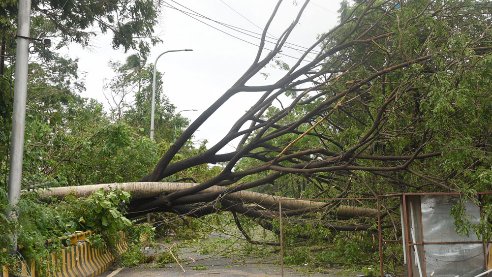 সুপার সাইক্লোনের কবলে উত্তর ২৪ পরগণায় উপড়ে গিয়েছে বিজ্ঞাপনের হোর্ডিংয়ের কাঠামো। তার পাশেই রাস্তা জুড়ে পডে রয়েছে উপড়ে যাওয়া গাছ।