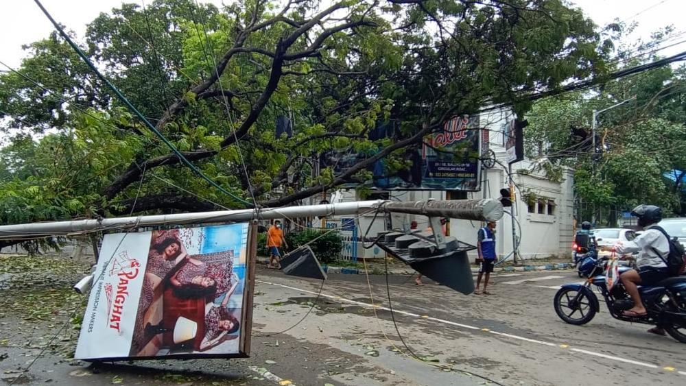 বিদ্যুতের তার, লাইটপোস্টের সঙ্গে শেক্সপিয়র সরণিতে ভেঙে পড়েছ এই বিশাল গাছটি।