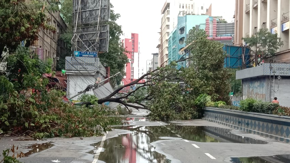 চাঁদনি চকেই শিকড় থেকে উপড়ে পড়েছে এই গাছটি। তখনও শুরু হয়নি সরানোর কাজ।