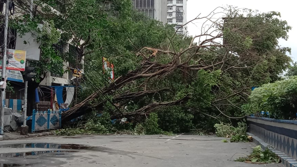 প্রকৃতি নিজেই অবরুদ্ধ করেছে পার্ক স্ট্রিট।