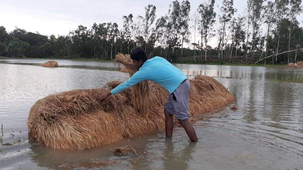 কাঁথিতে মাঠের ধান বাঁচানোর মরিয়া চেষ্টা কৃষকের।  (ছবি: নিজস্ব চিত্র)