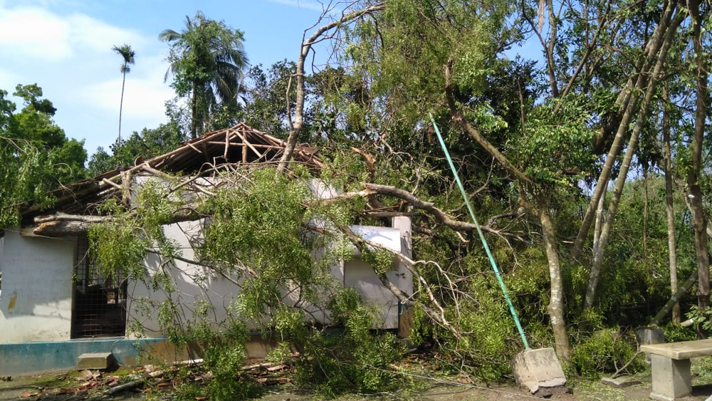 গাছের শিকড় থেকে ঢালাই করা স্তম্ভ। আমপানের তাণ্ডবে সবই আজ স্থানচ্যুত। আমপানের তাণ্ডবলীলার চিহ্ন ছড়িয়ে আছে  উত্তর চব্বিশ পরগনার স্বরূপনগরের সর্বত্র।