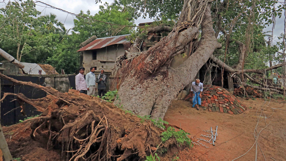 বীরভূমের লায়েকবাজারের স্থানীয় বাসিন্দাদের দীর্ঘদিন সুখ দুঃখের সাক্ষী হয়তো ছিল এই বিশাল গাছটি। আমপানের তাণ্ডবে আজ সে নিজেই ভূমিচ্যুত।