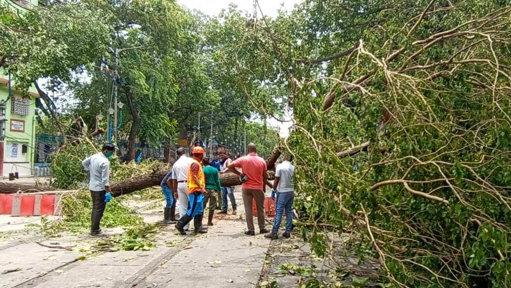 ওয়েলিংটন স্কোয়্যারের কাছে নির্মল চন্দ্র স্ট্রিটে রাস্তা জুড়ে আটকে গাছ। চলছে সরানোর প্রক্রিয়া।