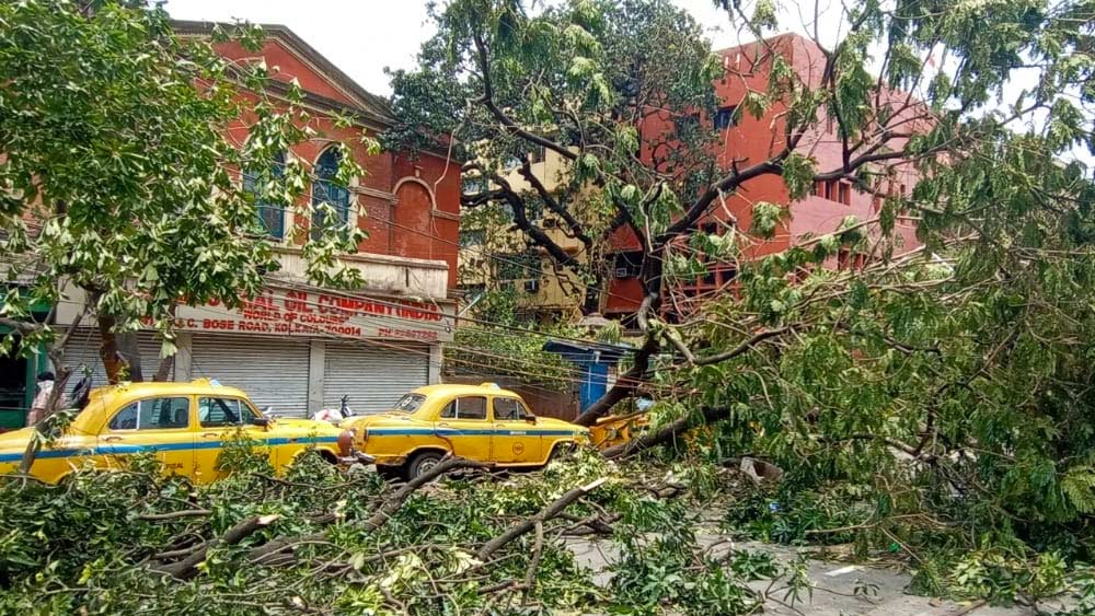 এটাই এজেসি বোস রোড। পড়ে রয়েছে গাছ।