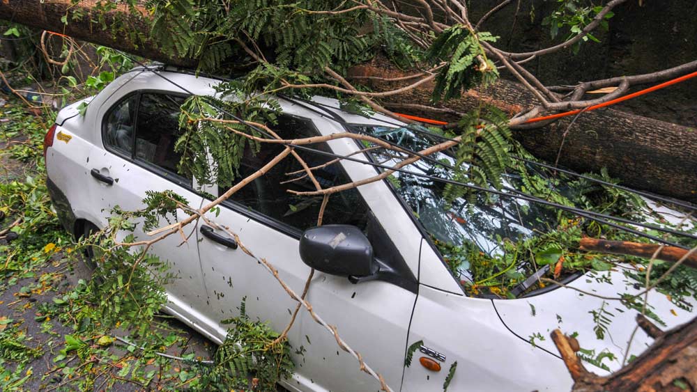 গাছের ভারে দুমড়ে গিয়েছে গাড়ি।