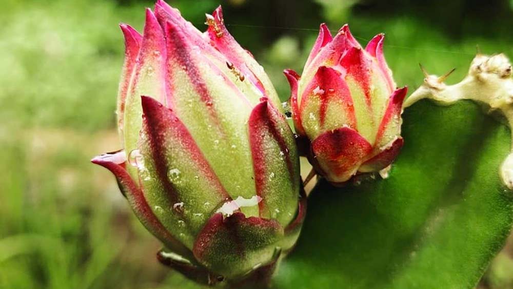 বাড়ির কাছে প্রায় ১৮ একর জায়গা জুড়ে তাঁরা তৈরি করেছেন ফার্মল্যান্ড। দুর্লভ প্রজাতির বিভিন্ন বিদেশি ফল থেকে সবজি, মাছ... কী নেই সেখানে! সেই ফার্মল্যান্ড এখন সেখানকার পর্যটকদের অন্যতম আকর্ষণের কেন্দ্র। কেমন ছিল এই দুই ভাইয়ের সাফল্যের যাত্রা?