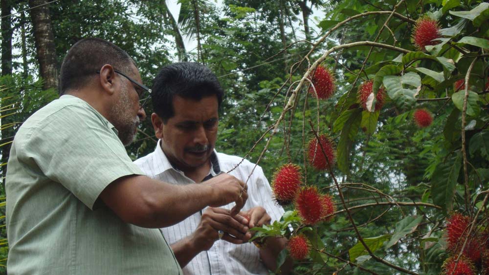 মালাবার উপকূলের এই গ্রামে আবহাওয়া বেশ সুন্দর। ঠান্ডা আবহাওয়ার কারণে বিদেশি বিভিন্ন ফল সহজেই বেড়ে ওঠে এখানে। পরিবেশের সঙ্গে খাপ খাইয়ে চাষ করেন তাঁরা। তার পর বেড়ে ওঠে সেই গাছ। বারাসু, এলিফ্যান্ট আপেল, স্ট্রবেরি, ড্রাগন ফ্রুটের মতো বিদেশি ফলের পাশাপাশি পেয়ারা ও আমের মতো ফলের চাষও নিজেদের ফার্মল্যান্ডে করেন ওই দুই ভাই।