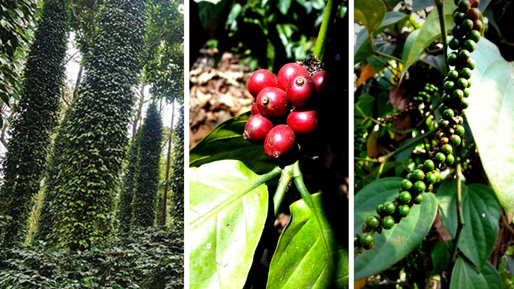 ফলের পাশাপাশি কফি, গোলমরিচ, লবঙ্গও নিজেদের ফার্মল্যান্ডে চাষ করেন সালিম ও হামিদ।