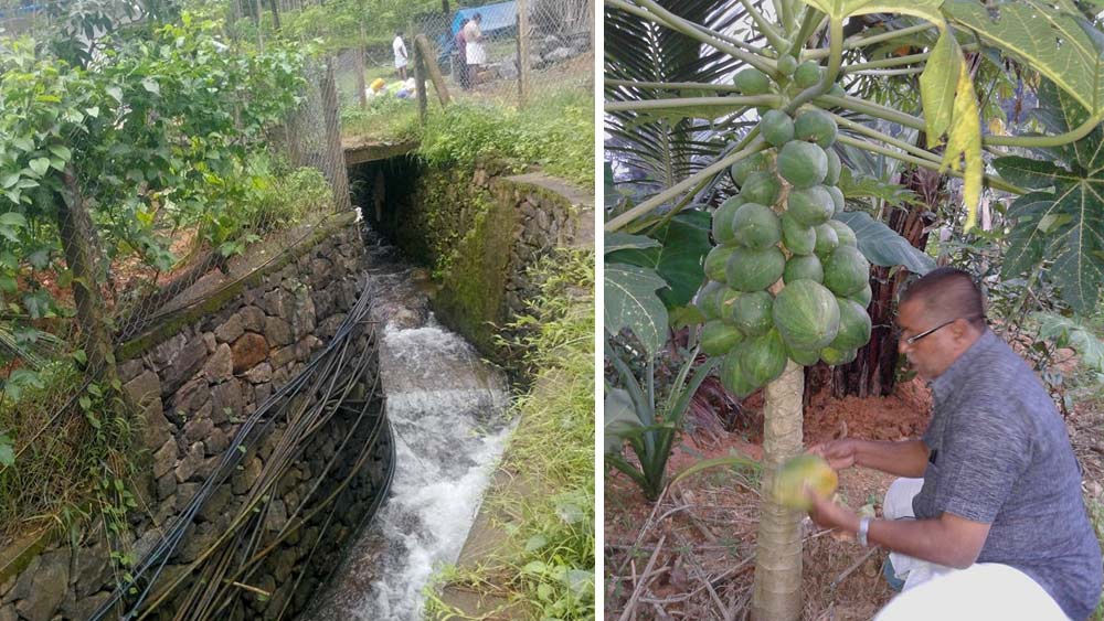 ফলের পাশাপাশি ওই ফার্মল্যান্ডে সবজিও চাষ করেন তাঁরা। সালিম বলেছেন, ‘‘আমরা দেখলাম ফলের পাশাপাশি সবজি চাষও ভালই হয় এই জমিতে। তাই আমরা ফুলকপি, বাঁধাকপি, বিট এ সব চাষ করা শুরু করলাম। যদিও এটা বিক্রির জন্য নয়। এই সবজি দিয়ে আমাদের পরিবারের রোজের দরকার মিটে যায়।’’