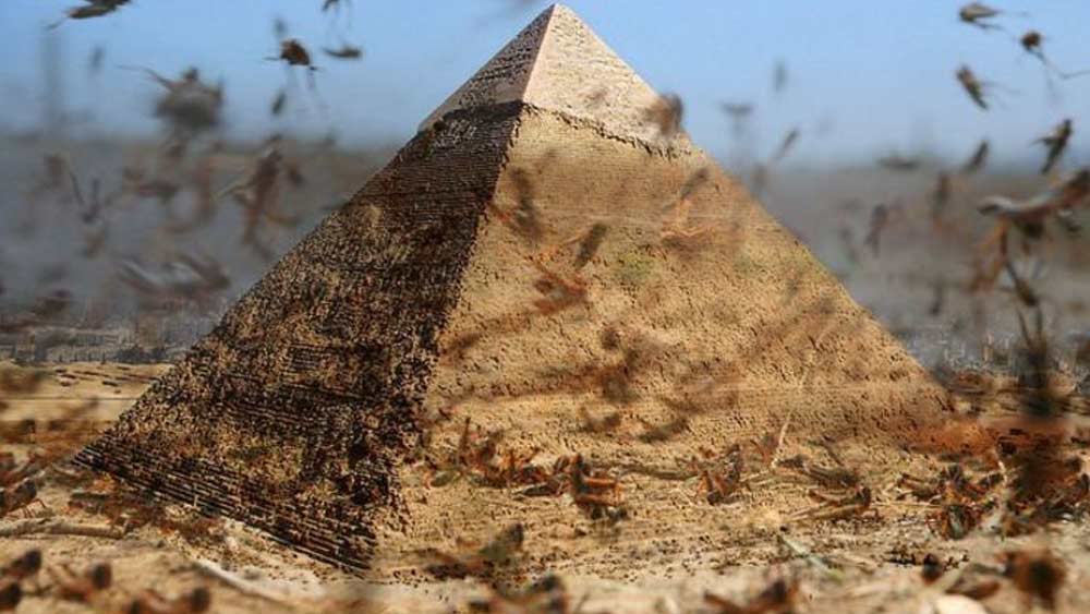 প্রাচীন মিশরীয় সভ্যতার সমাধি থেকে প্রায় সব ধর্মগ্রন্থে পঙ্গপালের উল্লেখ আছে। পঙ্গপালের আক্রমণের জেরে বহু দেশে মানুষ তার বসতি পাল্টাতে বাধ্য হয়েছে। নিজেদের মতো মানুষকেও পরিযায়ী করেছে পঙ্গপাল বাহিনী।