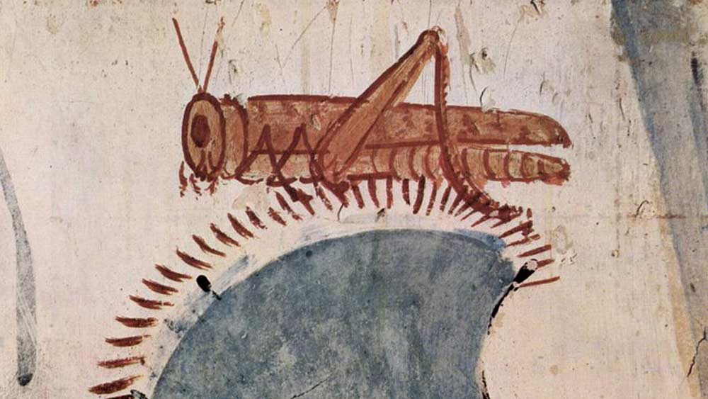 ২৪৭০ থেকে ২২২০ খ্রিস্টপূর্ব সময়ে মিশরীয়রা তাদের সমাধিতে পঙ্গপালের ছবি আঁকত। প্রাচীন ধর্মগ্রন্থ এবং ইলিয়ডে পঙ্গপালের উল্লেখ আছে। পঙ্গপালের আক্রমণের পরে সেই স্থানের অবস্থা শোচনীয় হত বলে বর্ণনা করা হয়েছে সব বিবরণে।