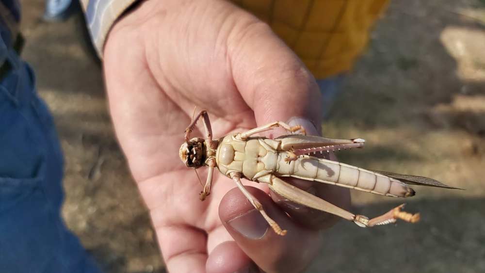 বিশ শতকের গোড়া থেকে অনেকটাই নিয়ন্ত্রিত হয় পঙ্গপালের প্রাদুর্ভাব। সে সময়ে বেশ কিছু উপায়ে নিয়ন্ত্রণ করা হতে থাকে ঝাঁকবদ্ধ এই পতঙ্গদের।