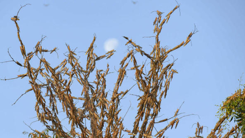বর্তমানে রাজস্থান, উত্তরপ্রদেশ, গুজরাত, পঞ্জাব, মধ্যপ্রদেশ-সহ ভারতের বেশ কিছু রাজ্যে হানা দিয়েছে পঙ্গপাল বাহিনী। কৃষিবিজ্ঞানীদের ধারণা, দ্রুত নিয়ন্ত্রণ না করলে পঙ্গপাল বাহিনীর আক্রমণে মধ্যপ্রদেশে শুধু মুগ ডাল-ই নষ্ট হবে অন্তত ৮ হাজার কোটি টাকার। ব্যাপক ক্ষতিগ্রস্ত হবে তুলো ও লঙ্কাচাষ। গত ২৭ বছরে এত ভয়াবহ পঙ্গপাল বাহিনীর আক্রমণের মুখে পড়েনি দেশ।