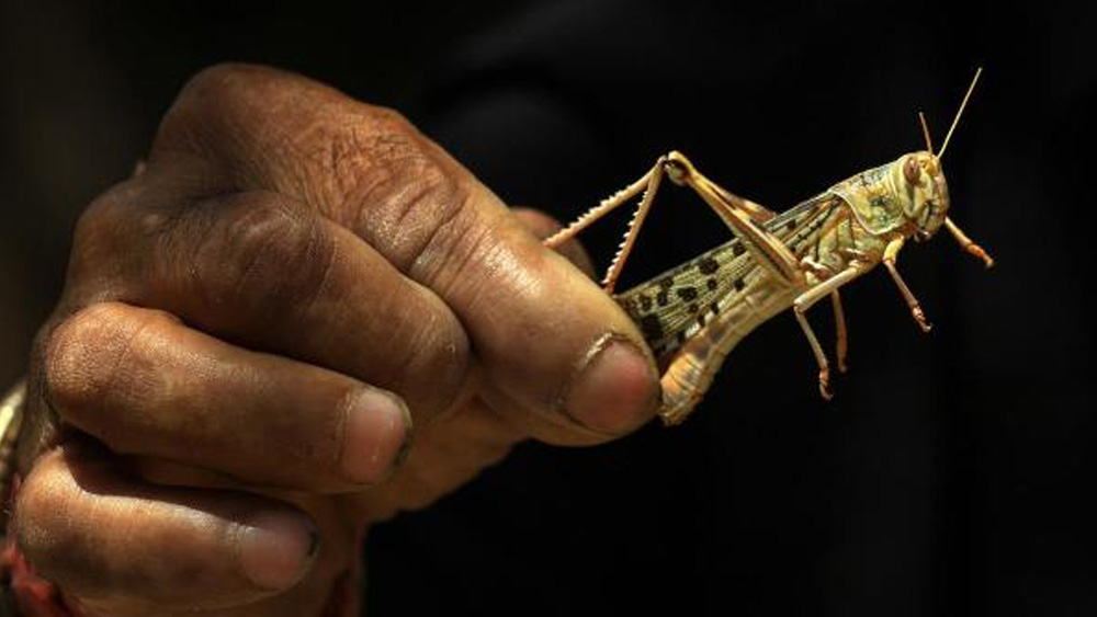 পঙ্গপালের মধ্যেও বিভিন্নরকম প্রজাতি আছে। তাদের মধ্যে সবথেকে বেশি ক্ষতি করে ‘ডেজার্ট লোকস্ট’। সেই প্রজাতি-ই আফ্রিকা মহাদেশের পূর্ব অংশে ‘হর্ন অব আফ্রিকা’ উপসাগরীয় অঞ্চল থেকে পাড়ি দিয়ে ইরান, পাকিস্তান হয়ে ঢুকছে ভারতে।