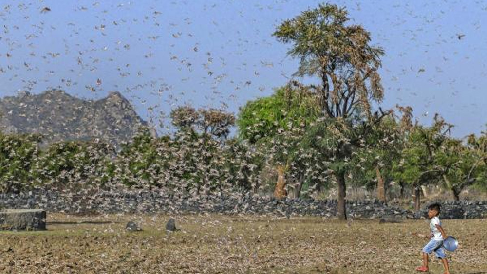 এই রাজ্যগুলির কৃষকদের সতর্ক করা হয়েছে। পঙ্গপালের আক্রমণে আবার অশনি সঙ্কেত দেখছেন চাষিরা। রাজস্থানের ৫০ হাজার হেক্টর জমি এখন পঙ্গপালের কবলে। মধ্যপ্রদেশের ১৬ টি এবং উত্তরপ্রদেশের ১৭ টি জেলায় হানা দিয়েছে পঙ্গপাল।