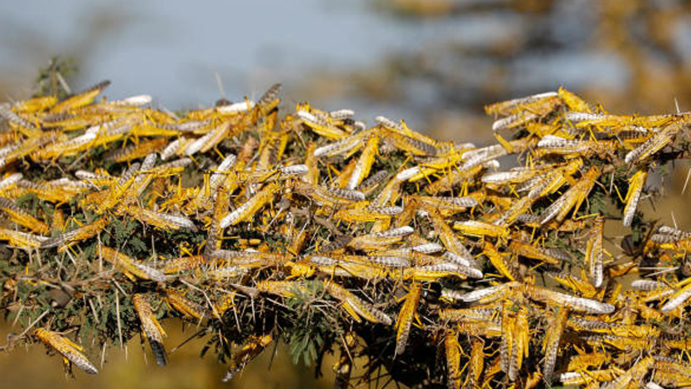 পঙ্গপাল বাহিনী একদিনে ১৩০ কিমি অবধি দূরত্ব পাড়ি দিতে পারে। প্রতিটি পতঙ্গ, রোজ ২ গ্রাম অবধি ফসল খেয়ে নিতে পারে, যা তার নিজের ওজনের সমান। ১৯৯৩-এর পরে আবার এক ভয়াবহ পঙ্গপাল-আক্রমণের মুখে দেশ। যার ফলশ্রুতি দুর্ভিক্ষের অশনি সঙ্কেত গোটা দেশের সামনে।