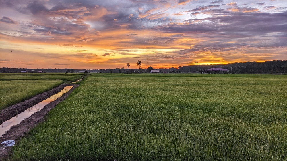 এ ব্যাপারে বিদ্যাধরন বলেছেন, ‘‘প্রতি বছর ধান চাষ থেকে খুব সামান্য লাভ হত। সব খরচ বাদ দিয়ে আমার দশ হাজার টাকা মতো থাকত। ২০১১ তে আমি পুরোপুরি ভাবে চাষ বন্ধ করে দিই।’’