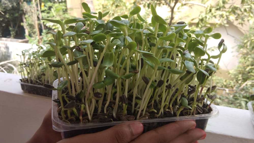 এক বার চাষের ব্যবসায় ক্ষতির সম্মুখীন হলেও মন থেকে চাষের ইচ্ছা মুছে ফেলেননি। ২০১৪তে মাইক্রোগ্রিনের ব্যাপারে জেনেছিলেন তিনি। গাড়ির ব্যবসার পর সেই মাইক্রোগ্রিন উৎপাদনের ব্যাপারে মন দেন বিদ্যাধরন।