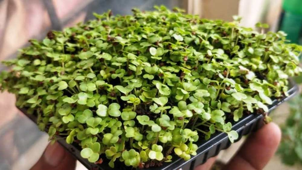 এ ব্যাপারে তিনি বলেছেন, ‘‘চাষ ছেড়ে দিলেও গাছ নিয়েই কাজ করতে চাইছিলাম। বাজারের চাহিদা দেখে ২০১৪তে জানতে পারে মাইক্রোগ্রিন নিয়েই কাজ শুরুর কথা ভাবলাম।’’