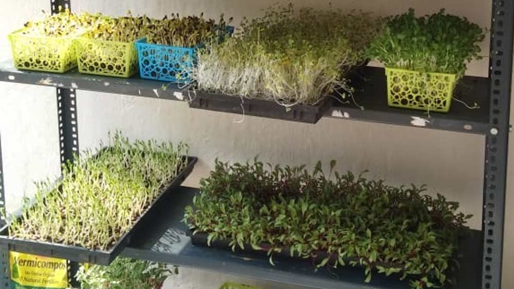 এই কাজে করতে তিনি কিনলেন ট্রে, কোকো পিট, ভার্মি কম্পোস্ট ও বীজ। ব্যবহৃত না হওয়া ফ্রিজও কিনলেন তিনি। সেই ফ্রিজের ভিতর ট্রে গুলি রেখেই মাইক্রোগ্রিন তৈরির কাজ শুরু করেন তিনি।