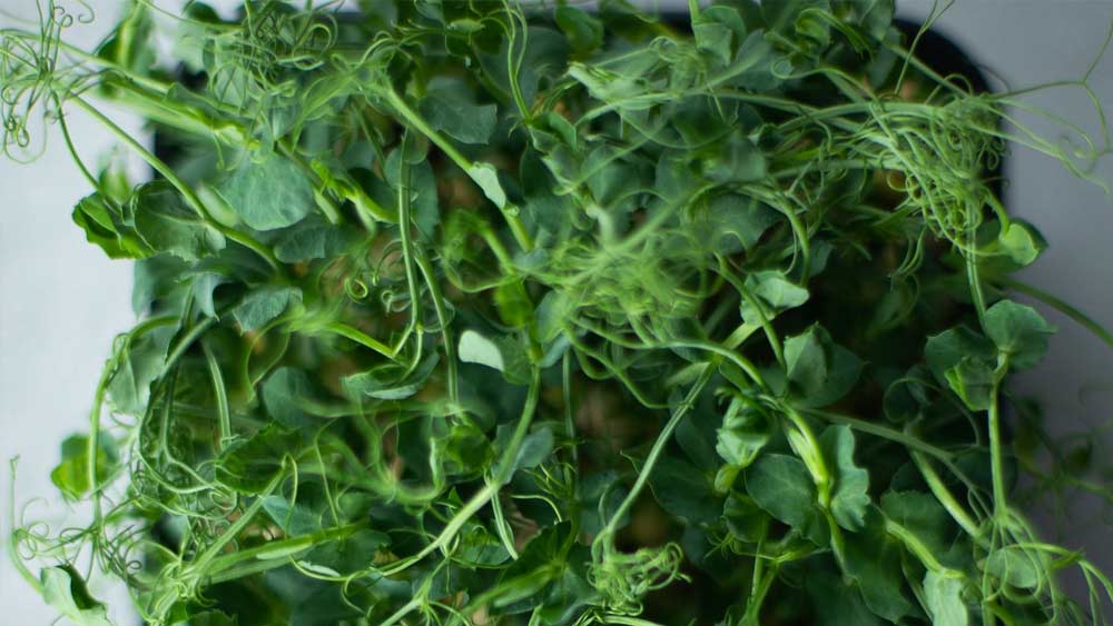 বীজ রোপনের পর ১০-১৫ দিনে তৈরি হয়ে যেত মাইক্রোগ্রিন। সেগুলি বেড়ে গেলে তুলে ফেলতেন তাঁরা। তার পর ছোট ছোট প্যাকেটে ভরে ফেলতেন।