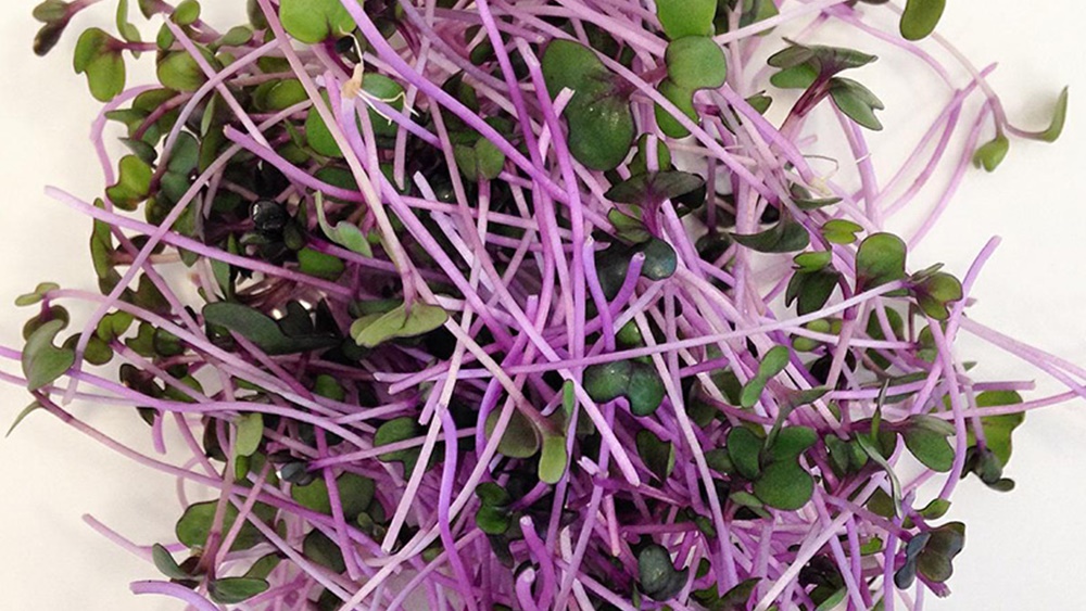 এখনও পর্যন্ত তাঁরা মোট ১৮ ধরনের মাইক্রোগ্রিন তৈরি করেছেন। সানফ্লাওয়ার, র‌্যাডিশ, বিটরুট, অমরনাথ, ব্রকোলি, ক্যাবেজ, আলফা-আলফা তাদের মধ্যে অন্যতম। বতর্মানে তিনি চেন্নাইয়ের বিভিন্ন রেস্তোরাঁয় প্রায় ৪৫ কেজি মাইক্রোগ্রিন সরবরাহ করে থাকেন।