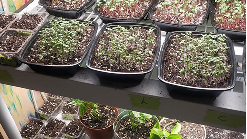 কী ভাবে ঘরের মধ্যে এই মাইক্রোগ্রিন তৈরি করেন তিনি? প্রথমে জলের মধ্যে বীজ তিন ধরে ভিজিয়ে রাখেন। তার পর সেই ট্রে অন্ধকার ঘরে রেখে দেন।