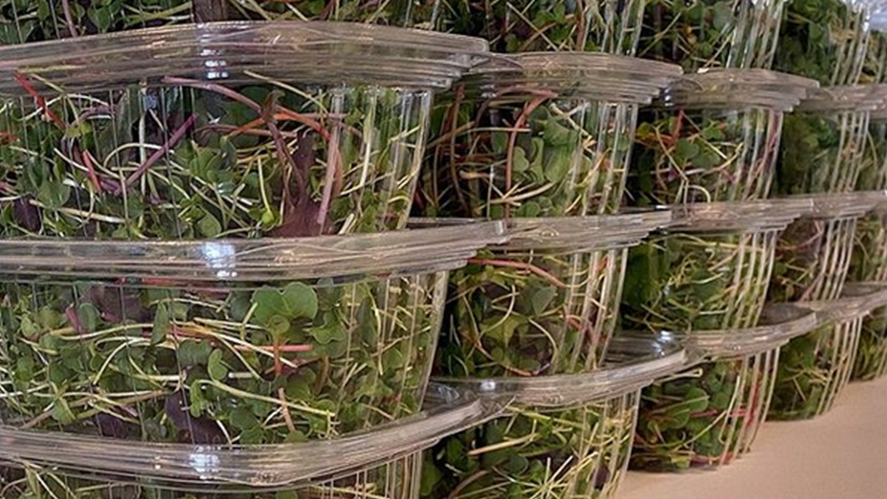 এ ভাবে এক সপ্তাহ রাখা হয়। এই সময়ে মাইক্রোগ্রিনও বাড়তে থাকে। এক সপ্তাহ পর মাইক্রোগ্রিন খাওয়ার যোগ্য হয়ে ওঠে। তার পর সেগুলিকে প্যাকেটে বন্দি করেন তিনি। তার পর অর্ডার অনুসারে সরবরাহ করেন বাজারে।