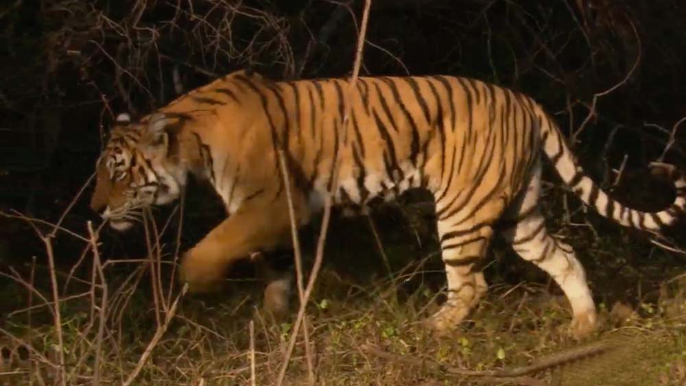 মছলী একটি বাঘিনী। রাজস্থানের রণথম্বোর জাতীয় উদ্যান ছিল তার বিচরণ ক্ষেত্র। সেখানকার প্রায় ৩৫০ বর্গমাইল এলাকা জুড়ে ছিল তার রাজত্ব। রণথম্বোরের জঙ্গলে মছলীর প্রভাব সর্বজনবিদিত।