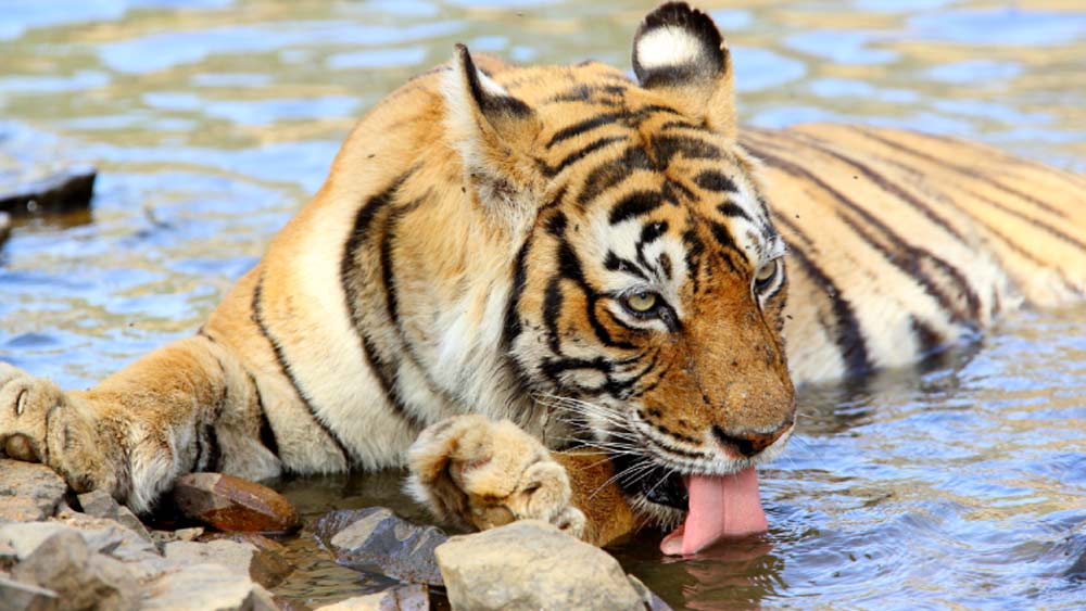 ১৯৯৭-এর বর্ষার মরসুমে জন্ম হয় মছলীর। তার মুখ ও কানের কাছে মাছের আকৃতির দাগ ছিল। সেখান থেকেই তার এই নাম। এই অদ্ভুত ডোরাকাটা দাগ তার সৌন্দর্যকে কয়েক গুণ বাড়িয়ে দিয়েছিল।