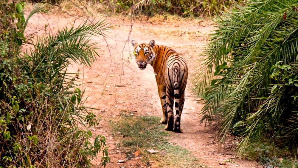 ছোট থেকেই সে ছিল ডাকাবুকো। মাত্র দু’বছর বয়স থেকেই একা শিকার করতে বেরিয়ে পড়ে মছলী। আস্তে আস্তে আলাদা হয় নিজের মায়ের থেকে। ১৯৯৯ এই নিজের এলাকা গড়ে নেয় সে। মায়ের এলাকাতেও ভাগ বসায় মছলী।