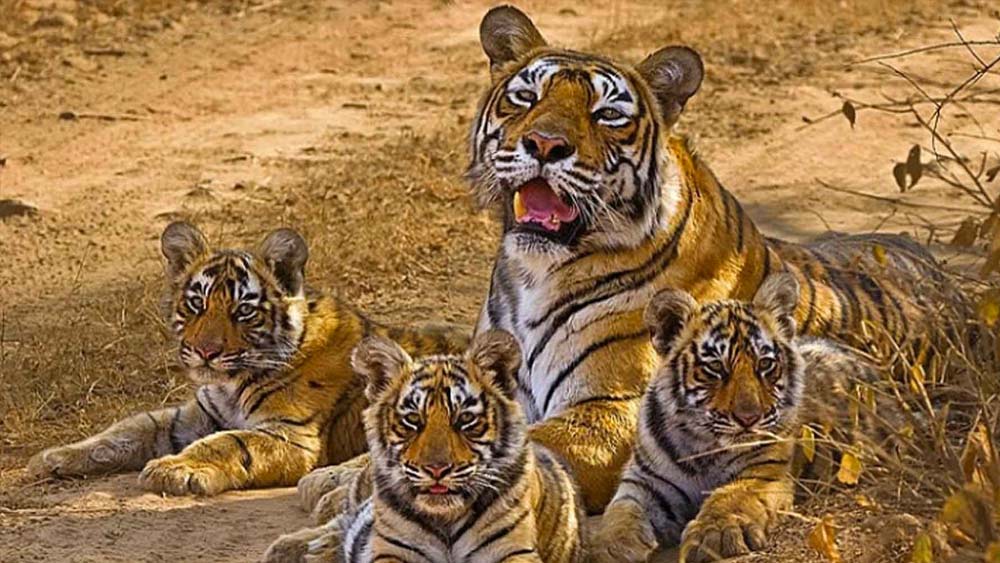 তার কিছু দিন পরই ‘বাম্বু রাম’ নামের এক শক্তিশালী বাঘের সঙ্গে মিলন হয় তার। জন্ম হয় তিনটি শাবকের। একটি স্ত্রী ও দু’টি পুরুষ শাবকের জন্ম দেয় সে। তার মেয়ের নাম ছিল ‘সুন্দরী’(টি-১৭)। ছেলেদের নাম ‘ব্রোকেন টেল’ ও ‘স্লান্ট ইয়ার’।