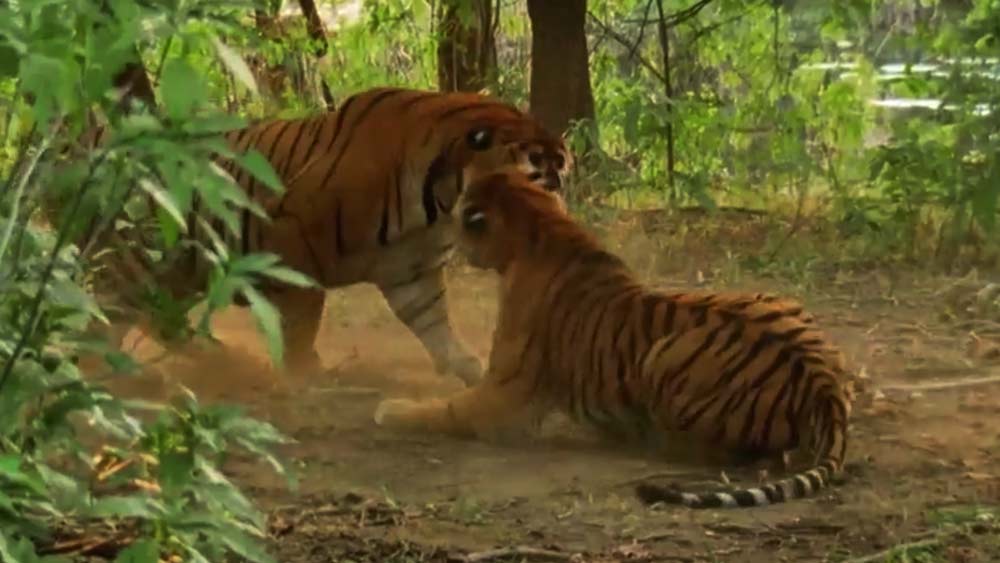 ২০০১-এ ব্রোকেন টেল ও স্লান্ট ইয়ার মছলীর থেকে আলাদা হয়ে যায়। বয়সের কারণে এর আগেই মারা গিয়েছিল বাম্বু রাম। তখন বাম্বু রামের এলাকার দখল নেয় ‘নিক ইয়ার’ নামে একটি পূর্ণ বয়স্ক বাঘ ও মছলী।