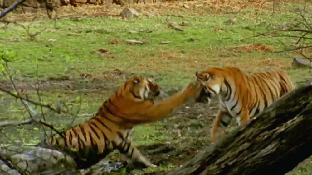 এর পর নিক ইয়ারের সঙ্গে মিলন হয় মছলীর। ২০০২-র এপ্রিলে দ্বিতীয় বারের জন্য সন্তানের জন্ম দেয় সে। সে বার দু’টি শাবকের জন্ম দেয় সে। তাদের নাম ‘ঝুমরু’ (পুরুষ) ও ‘ঝুমরি’ (স্ত্রী)।