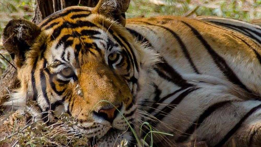 এর পর ‘এক্স-মেল’ নামের এক বাঘের সঙ্গে মিলনের পর ২০০৫-এর মার্চে শর্মিলী (স্ত্রী) ও বাহাদুর (পুরুষ) নামের দু’টি শাবকের জন্ম দেয় সে। এ রকম করে মোট ১১টি শাবকের জন্ম দিয়েছিল মছলী। সাতটি মেয়ে ও চারটে ছেলে শাবক। তাঁর দু’টি মেয়েকে পরে রণথম্বোর থেকে সারিসকা ব্যাঘ্র সংরক্ষণ কেন্দ্রে স্থানান্তরিত করা হয়। কারণ ওই ব্যাঘ্র প্রকল্পে বাঘের সংখ্যা খুব কমে গিয়েছিল।