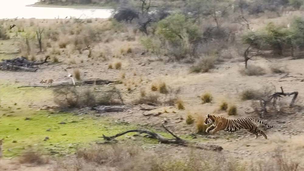 একের পর এক সন্তানের জন্ম দিয়ে রণথম্বোরে বাঘের সংখ্যা বৃদ্ধিতে উল্লেখযোগ্য ভূমিকা ছিল মছলীর। ২০০৪-এ রণথম্বোরে ছিল ১৫টি বাঘ। ২০১৪-তে সেই সংখ্যা বেড়ে দাঁড়ায় ৫০-এ।